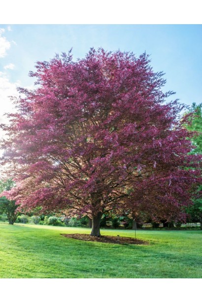 Бук лісовий Пурпуреа Триколор